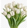 TULIPA BRANCO