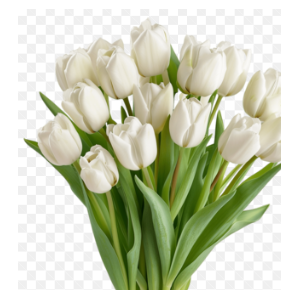 TULIPA BRANCO