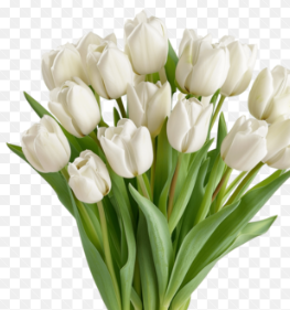 <h4>TULIPA BRANCO</h4>