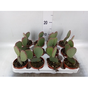 Opuntia microdasys
