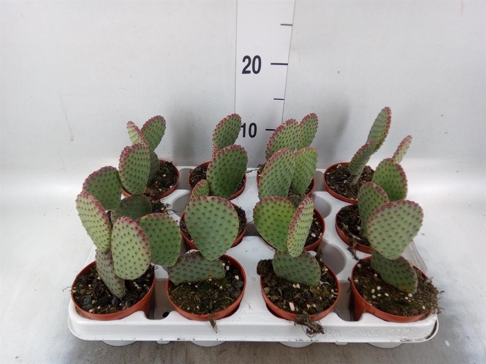 <h4>Opuntia microdasys</h4>