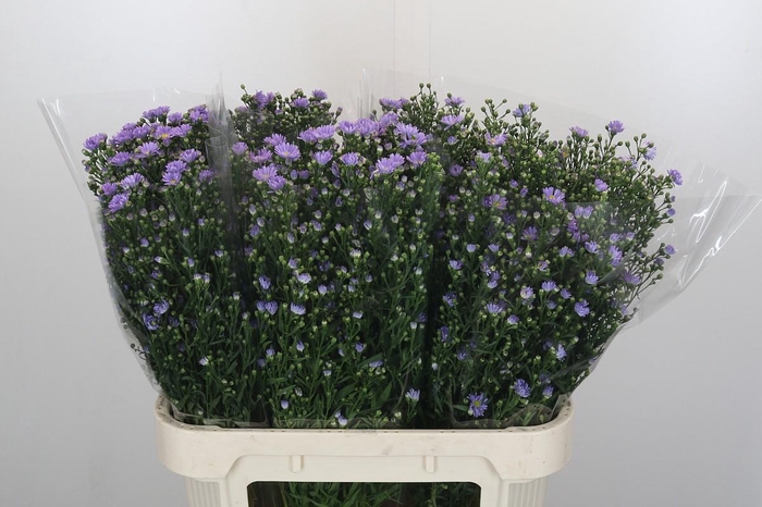 <h4>Aster Cassandra</h4>