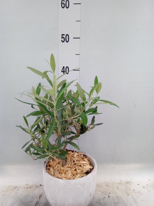 <h4>Arr.   Tuinplanten H%</h4>