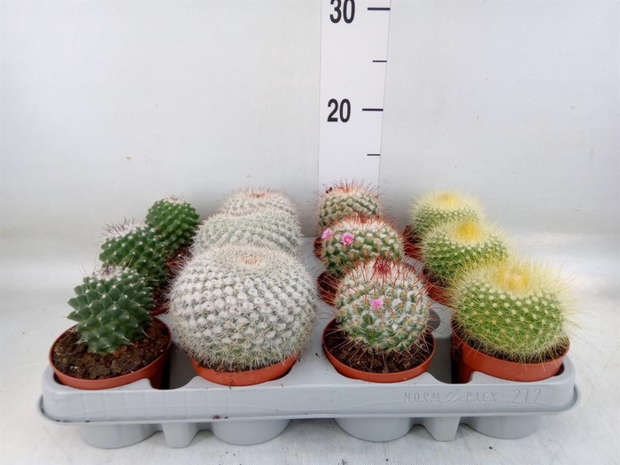<h4>Cactus   ...mix  4</h4>