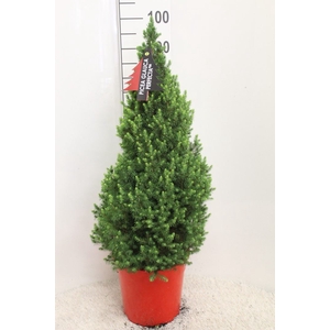 Picea glauca 'Perfecta'