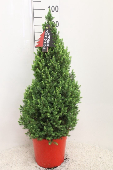 <h4>Picea glauca 'Perfecta'</h4>