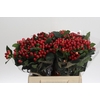 Hypericum True Romance