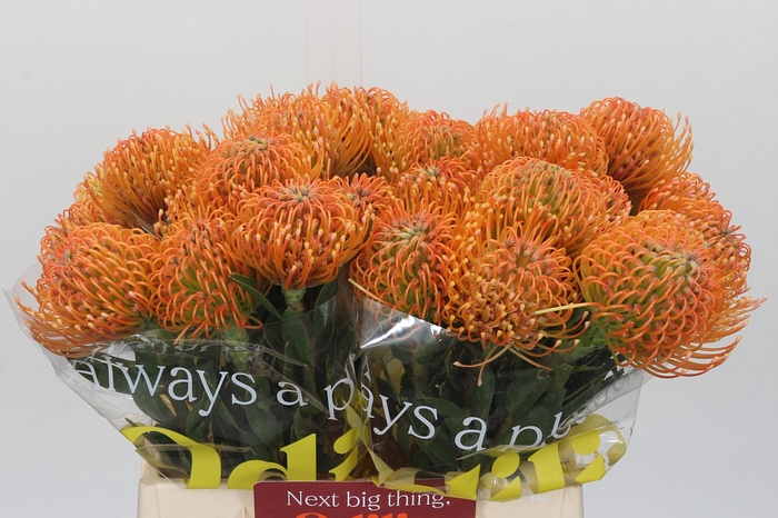 Nutans Ayoba Peach