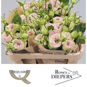 R Tr Ballerina Summerhouse Diepers