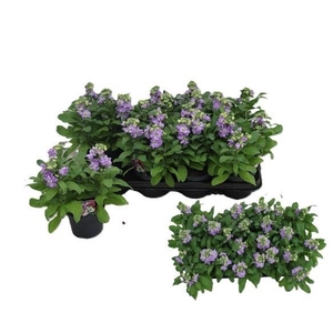 MATT CINDER LAVENDER