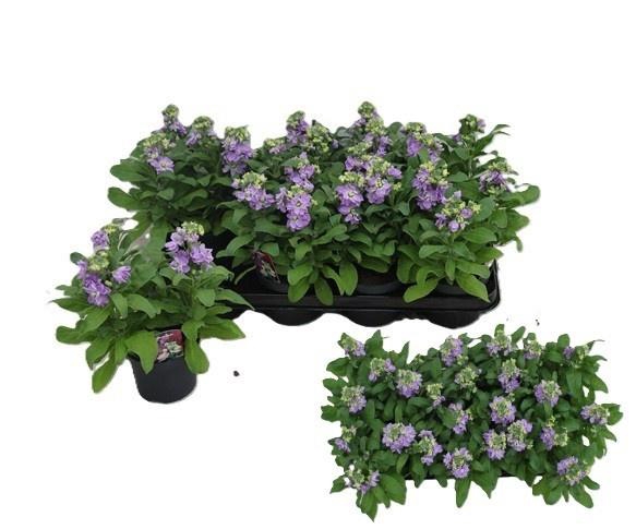 <h4>MATT CINDER LAVENDER</h4>