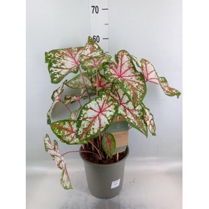 Caladium   ...