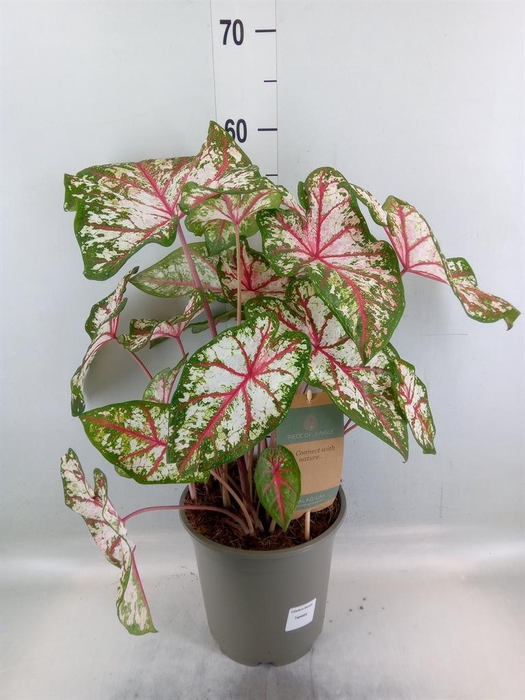 <h4>Caladium   ...</h4>