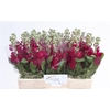 Matth Centum Red N L