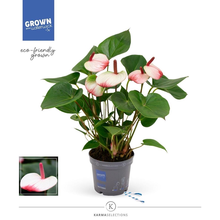 arr8 Anthu Karma Hotlips