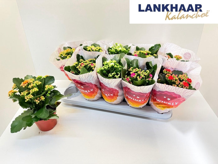 <h4>KAL GE PERF GEM 5 KL</h4>