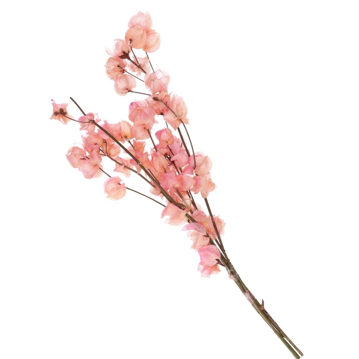 <h4>Dried flowers Bougainvillea 45-55cm</h4>