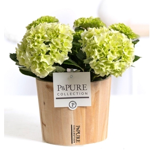 Hydrangea white in P&PURE Wood 5