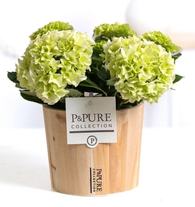 <h4>Hydrangea white in P&PURE Wood 5</h4>