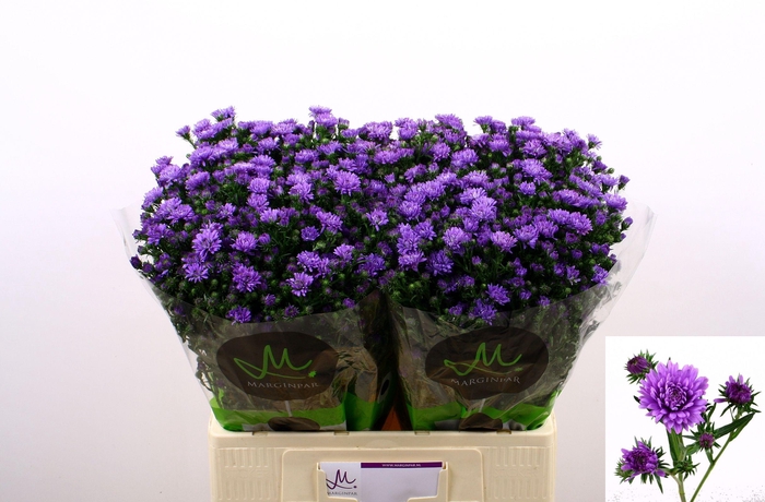 <h4>AST ASTEE DARK MILKA</h4>