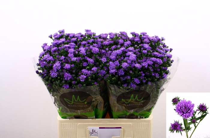 <h4>AST ASTEE DARK MILKA</h4>