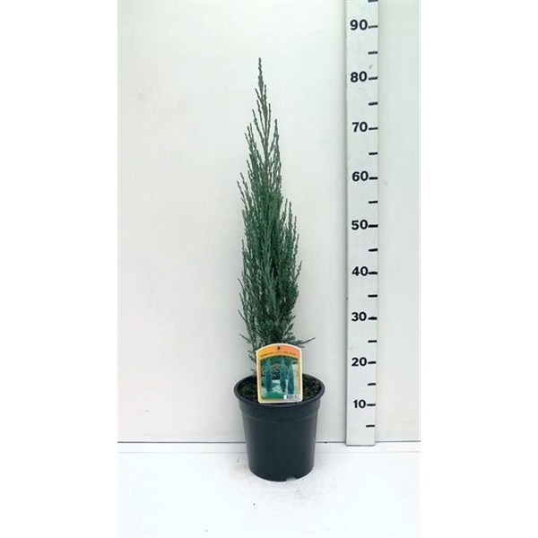 <h4>Juniperus sco. 'Blue Arrow'</h4>