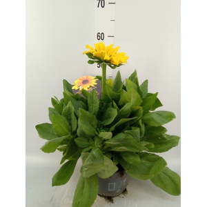 Rudbeckia hirta 'Sunbeckia'