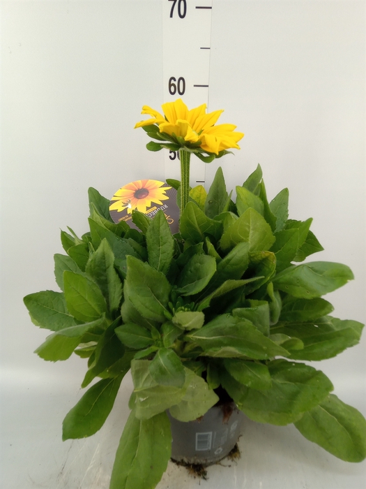 <h4>Rudbeckia hirta 'Sunbeckia'</h4>