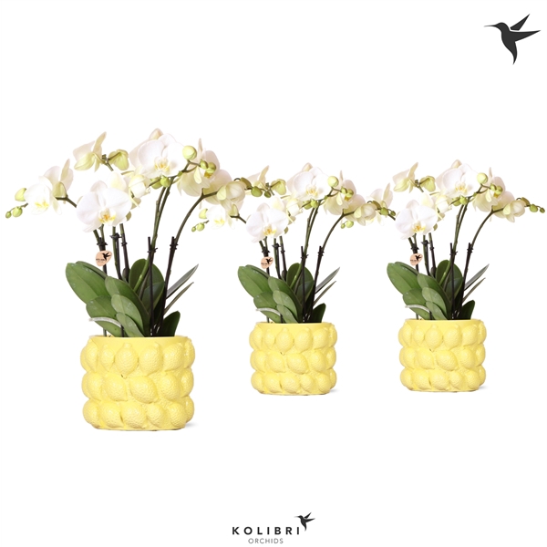 <h4>Kolibri Orchids Phalaenopsis ghent 4 spike in citrus yellow pot</h4>