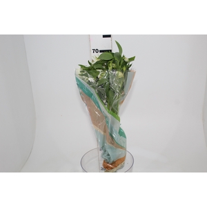 ALSTROEMERIA  AKEMI 070 CM