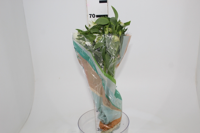 <h4>ALSTROEMERIA  AKEMI 070 CM</h4>
