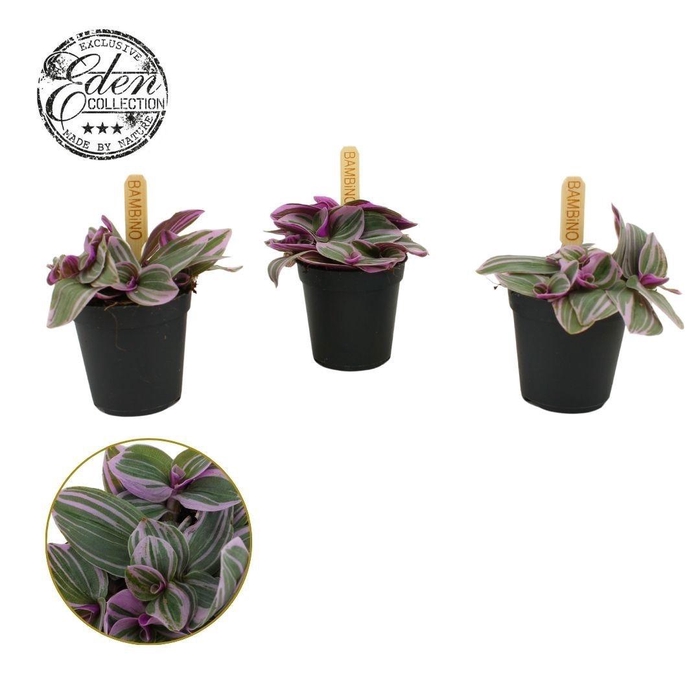 <h4>Tradescantia Sweetness 5,5cm</h4>