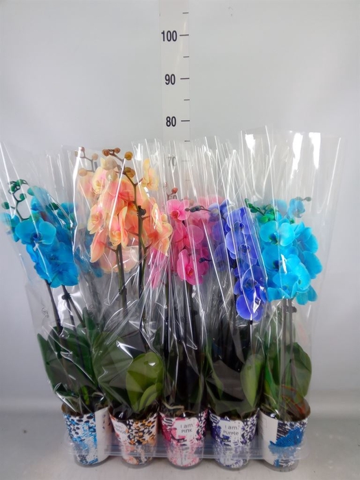 <h4>Phalaenopsis   ...</h4>