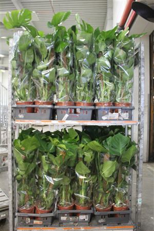 <h4>Monstera Deliciosa Mosstok 5 Pp</h4>