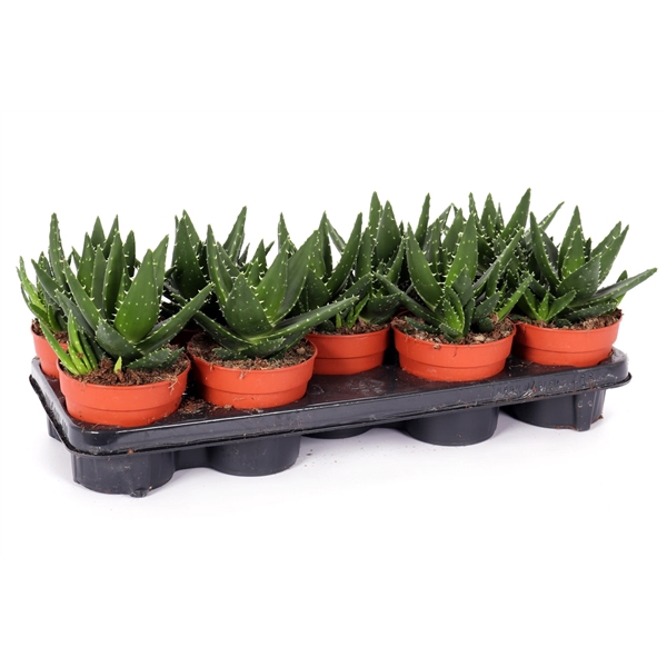 <h4>Aloe mitriformis 12 cm</h4>