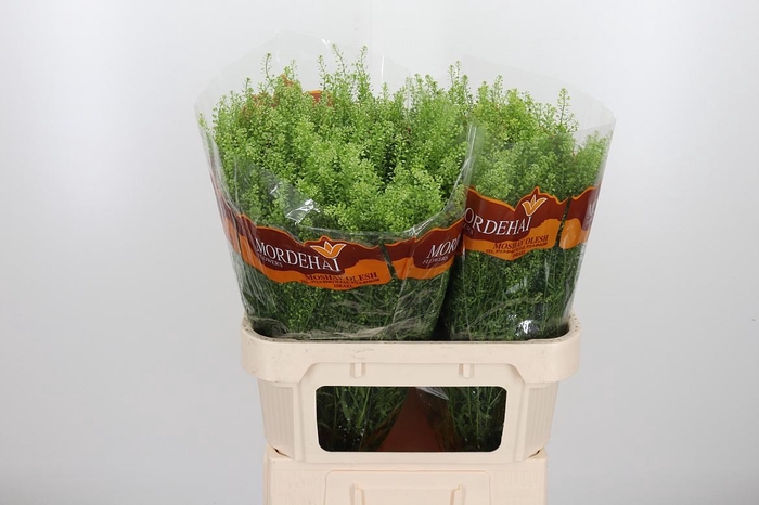 <h4>Lepidium Green Bell</h4>