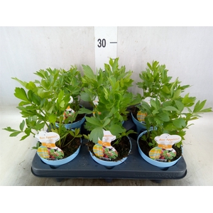 Levisticum officinale