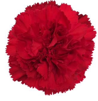 <h4>Di St Don Pedro</h4>