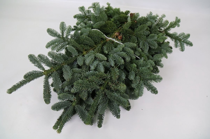 <h4>Abies 'Nobilis' blue Witband 5kg</h4>
