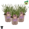 Allium Millenium