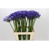Agapanthus Uri