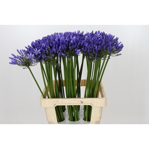 Agapanthus Uri