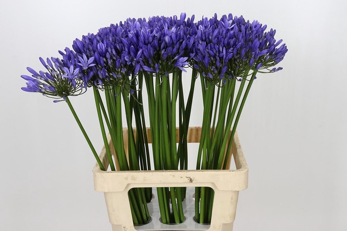 <h4>Agapanthus Uri</h4>