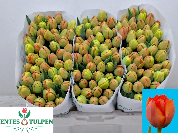 <h4>TU DU ICOON</h4>