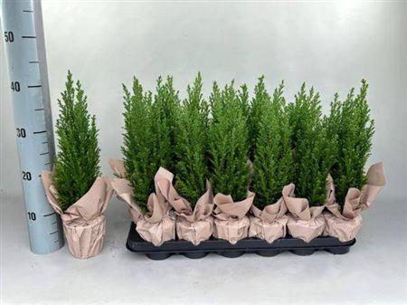 <h4>Cham L Ellwoodii Deco</h4>