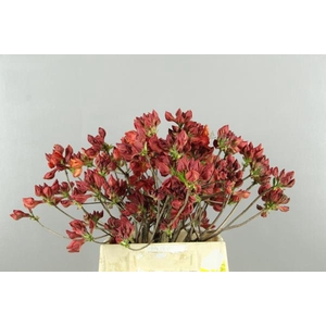 Rhodo. Rood / Oranje