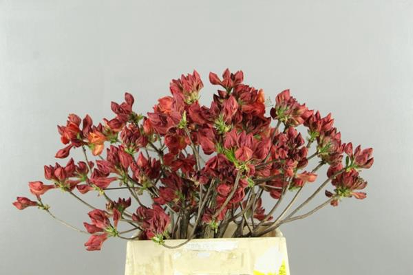 <h4>Rhodo. Rood / Oranje</h4>