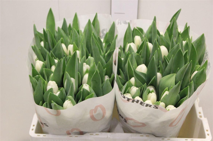 <h4>Tu En Antarctica</h4>