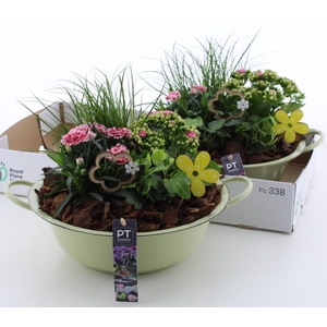 ARR TUINPLANTEN