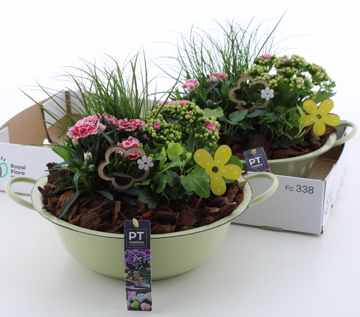 <h4>ARR TUINPLANTEN</h4>